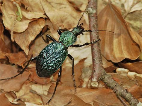 Жужелица – виды, описание насекомого, фото, образ жизни и среда обитания