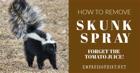 How To Remove Skunk Spray No Not With Tomato Juice Empress Of Dirt