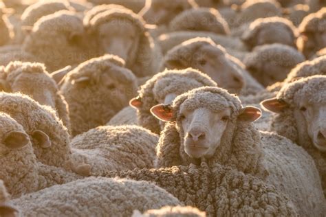 Image Of Merino Sheep Looking At The Camera Austockphoto