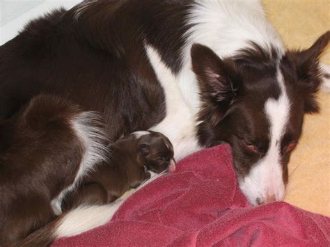 Singleton Puppy | Dog Forum