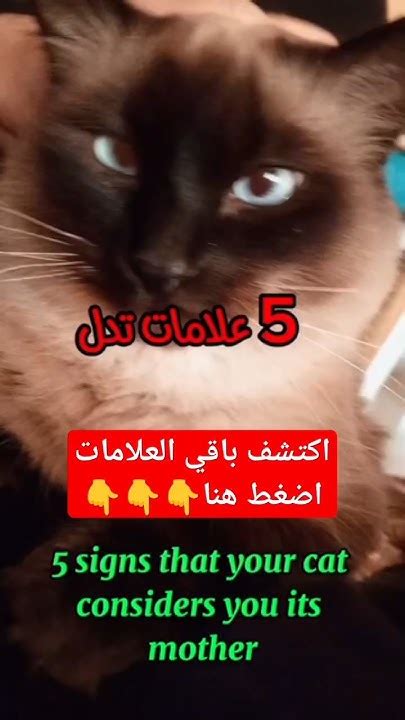 🔥لا يفوتك 🔥 خمس علامات تدل على ان قطتك 😻 تعتبرك امها ️ 💥 Youtube