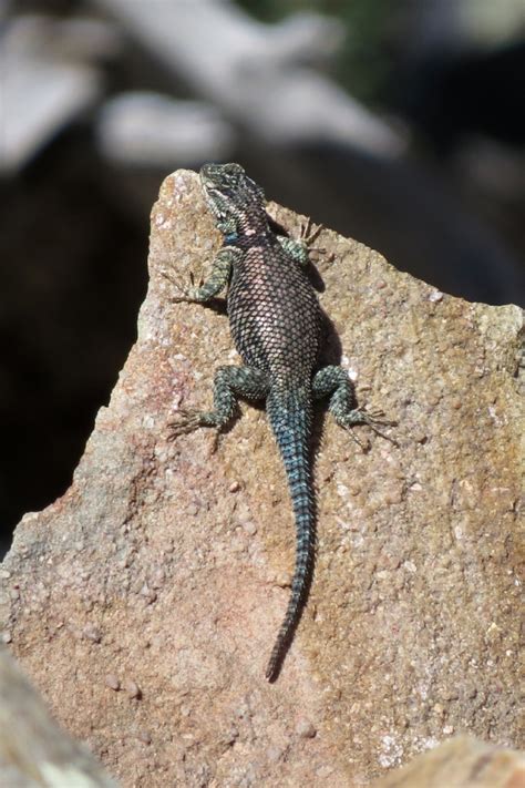 SE Arizona Lizards | John Rakestraw