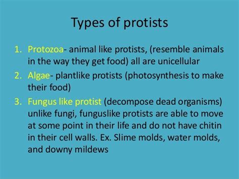 Protists