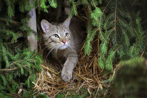 Europäische Wildkatze kehrt nach Deutschland zurück DER SPIEGEL