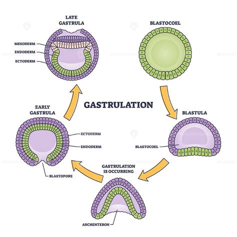 Gastrulation Stages As Early Embryo Development Process Outline Diagram