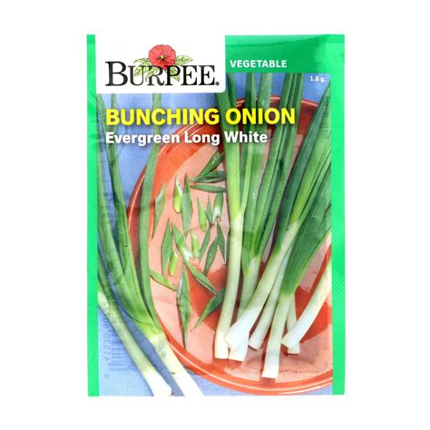 Burpee Bunching Onion Evergreen Long White Seeds Shop Seeds At H E B