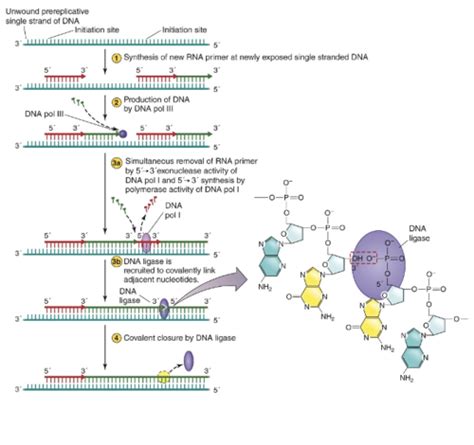 Microbiology Chapter 8 Flashcards | Quizlet
