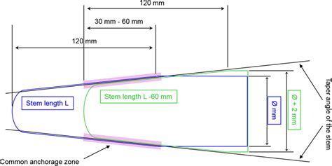 Schematic Diagram Of The Cone In Cone Fixation Zone At The Tip Of A