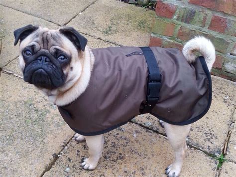 Dog Coats Uk Barking Mad Clothing United Kingdom Dog Clothing