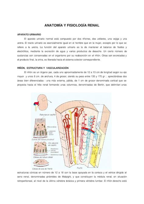 PDF Fisio riñon DOKUMEN TIPS