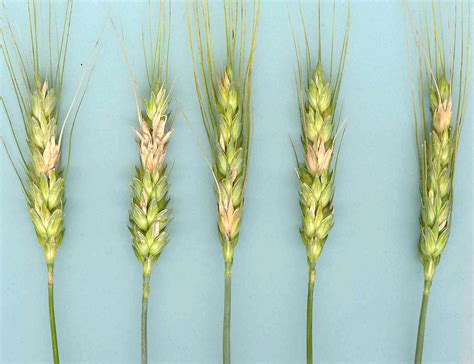 Wheat Fusarium Head Blight Department Of Agriculture And Aquaculture