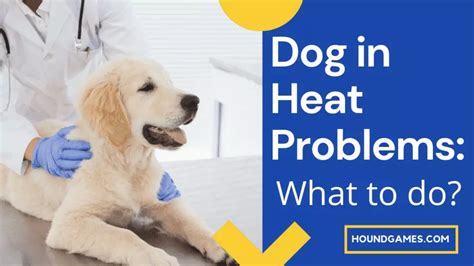 Dog in Heat: Problems and Help (Veterinarian) - HoundGames