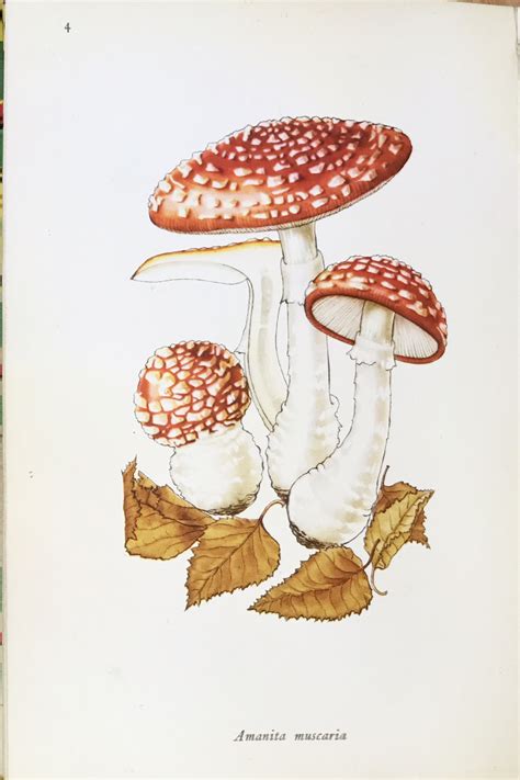 Vintage Mushroom Drawing