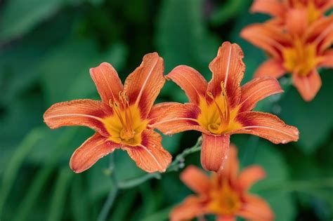 Premium Photo Hemerocallis Rosso Red Flower In The Garden Design