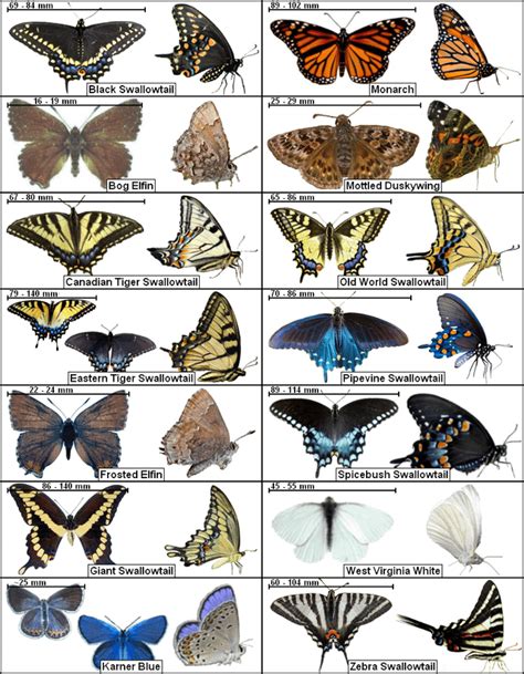 protected ontario butterflies rentomology