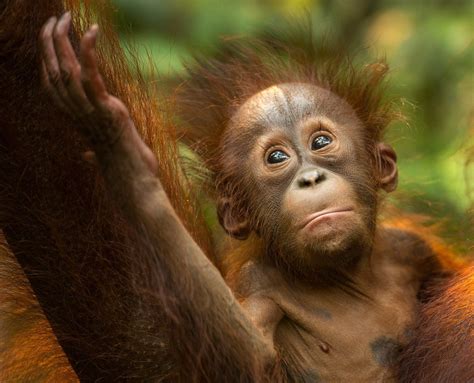 Borneo Orang Utan Baby 1 Copy Orangutan Baby Orangutan Monkeys Funny