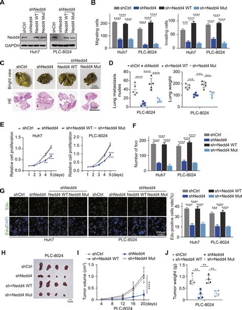 Overexpression Of Wild Type Nedd Rescued Hcc Progression In Nedd