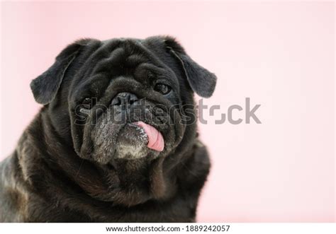 Funny Face Black Pug Dog Stock Photo Edit Now 1889242057