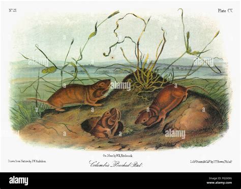 Audubon Gopher Nvancouver Pocket Gopher Thomomys Talpoides