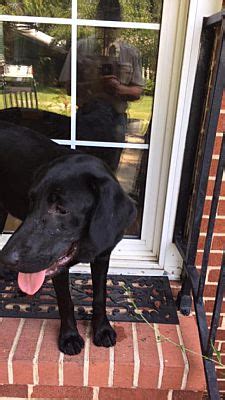 Burgaw NC Labrador Retriever Hound Unknown Type Meet Courtesy