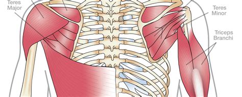 Anatomy 101: Shoulder Muscles | The Hand Society