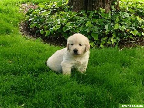 Cachorros De Golden Retriever Con Para La Adopcion Anievas