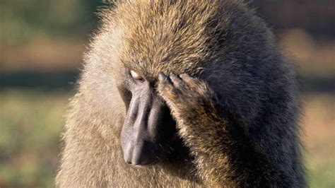 Holy Baboon! A 'Mystical' Moment In Africa : NPR