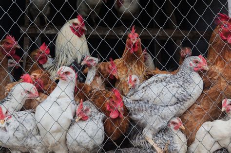 Understanding Chicken Behavior How To Read Chicken Body Language