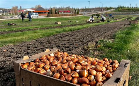 Під Києвом вже висаджують 250 тисяч тюльпанів, які подарували ...