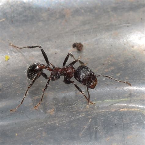 Andre S Harvester Ant In January By Grant Wang Inaturalist