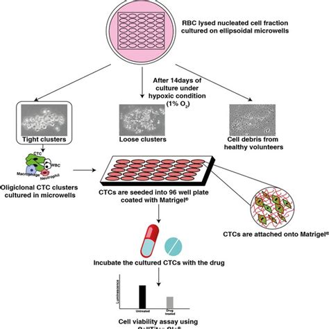 Methodology For Drug Susceptibility Testing On Cultured Ctc Clusters