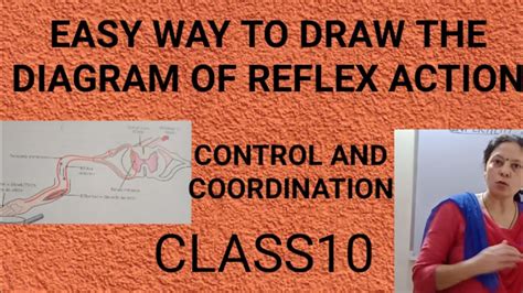 Reflex Action And Reflex Arc Easy Way To Draw The Diagram Control And