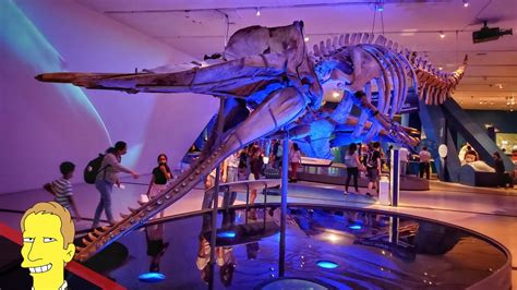 Royal Ontario Museum Tour Featuring Great Whales Youtube