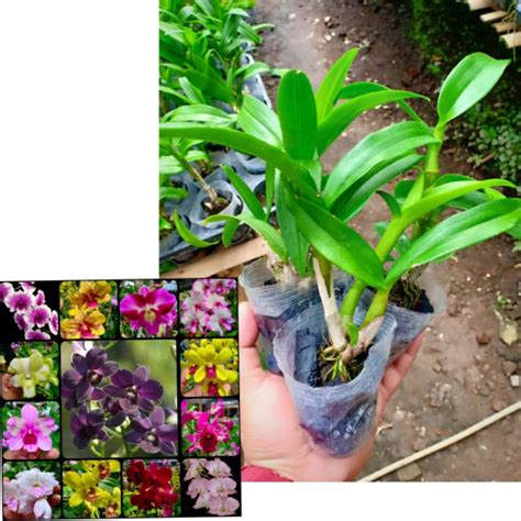 Jual Bibit Anggrek Dendrobium Remaja KLONNING Shopee Indonesia