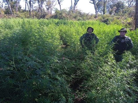 Cerca De Mil P S De Maconha S O Encontrados Pela Pm Ambiental S