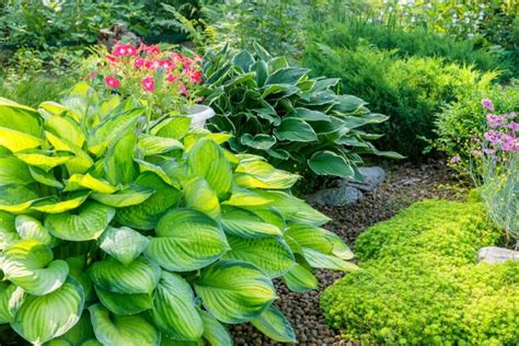 Hosta Spp How To Grow And Care For Hosta Plant