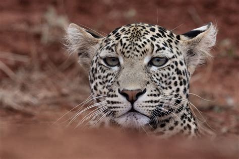 Close Up Shot of a Leopard · Free Stock Photo