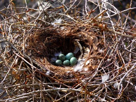 Картинки гнездо (98+ фото) • Прикольные картинки и позитив