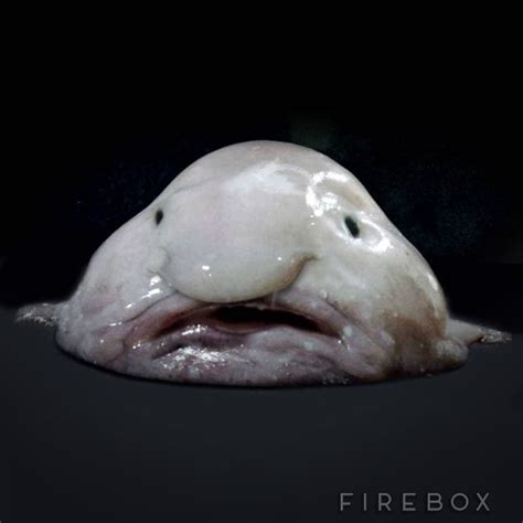 The Blob Fish Blog