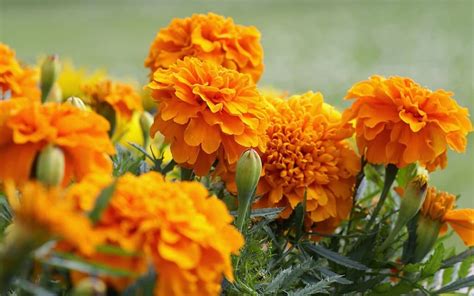 Marigold Flower Meaning And Symbolism What The Colors Represent