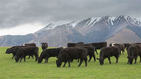 Silver Fern Farms Launching Net Carbon Zero Certified Beef