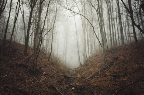 Floresta Misteriosa Assombrada Imagem De Stock Imagem De Parque