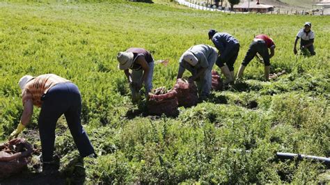 Producción Agrícola Qué significa sistema tipos y más