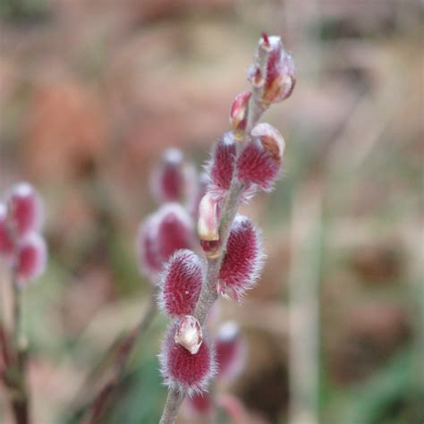 Willow Japanese Pink Pussy Mount Aso Buy Willow Japanese Pink Pussy Mount Aso Salix