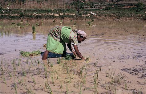 Promoting Climate Resilience In The Rice Sector Through Pilot