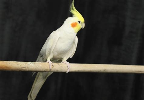 Lutino Cockatiel Pictures Facts History Hepper