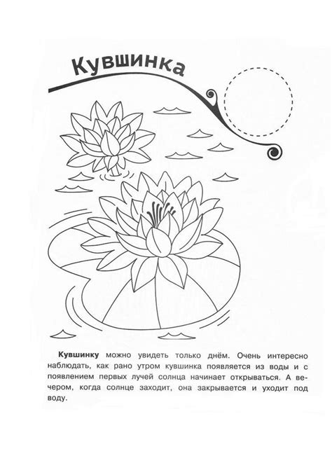 Раскраска Кувшинка распечатать бесплатно