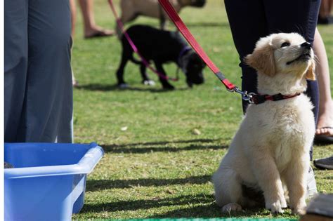 When to begin puppy training: A Comprehensive Guide - 100 Dog Breeds