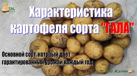 Характеристика картофеля сорта "ГАЛА". Основной сорт, который дает ...