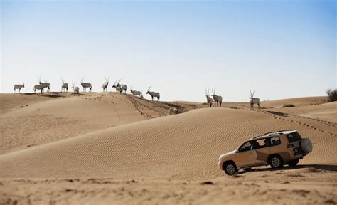 Dubai Desert Conservation Reserve: A True Eden